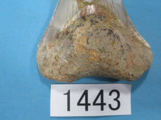 化石 サメの歯・メガロドン・インドネシア・7.3 cm・No.1443