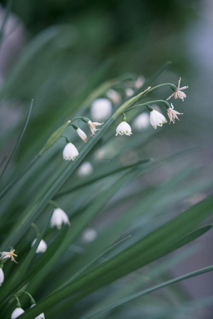 Yoshi様　Leica Elmarit 90mm F2.8オールドレンズ