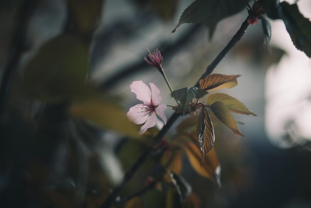 Yoshi様　Leica Elmarit 90mm F2.8オールドレンズ