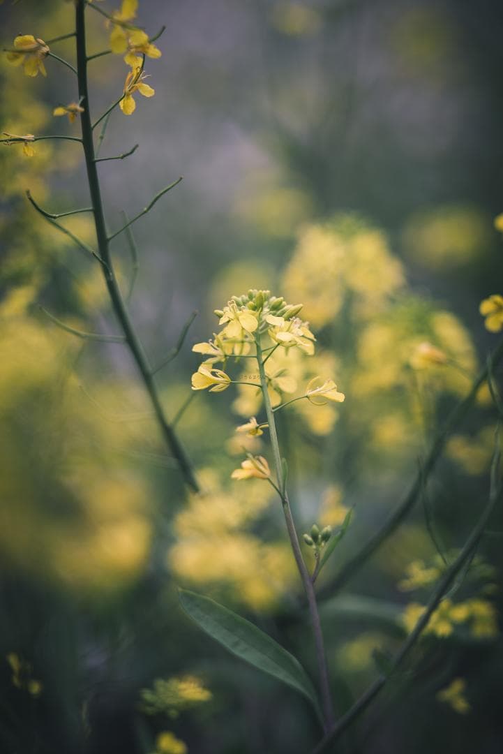 Yoshi様　Leica Elmarit 90mm F2.8オールドレンズ