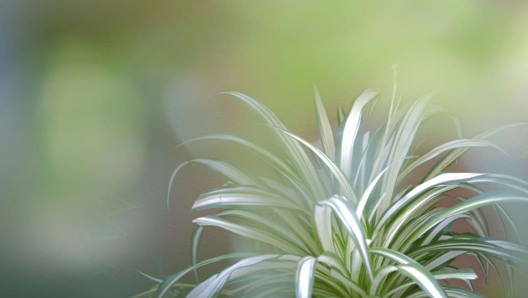 富士フイルム XF60mmF2.4 R Macro マクロレンズ 作例あり