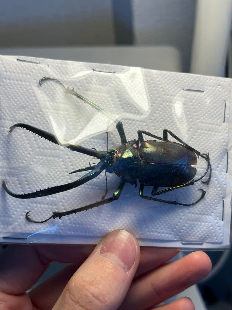 【未展足73mm】ホロメタリクスチリクワガタ シワバネクワガタ コガシラクワガタ