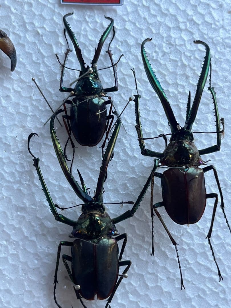 【未展足73mm】ホロメタリクスチリクワガタ シワバネクワガタ コガシラクワガタ