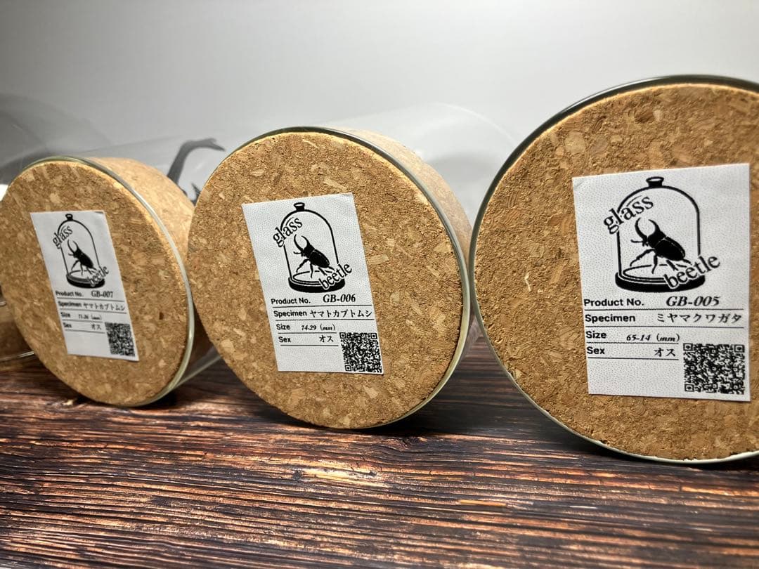 【Glass Beetleノコギリクワガタ（モザイク）飛翔標本 GB-004】