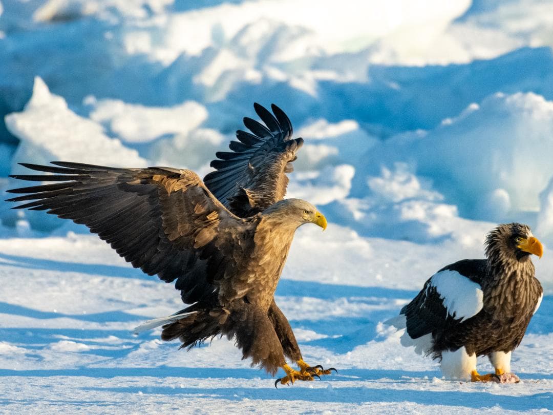 AF-S NIKKOR 200-500mm f/5.6E ED VRニコン