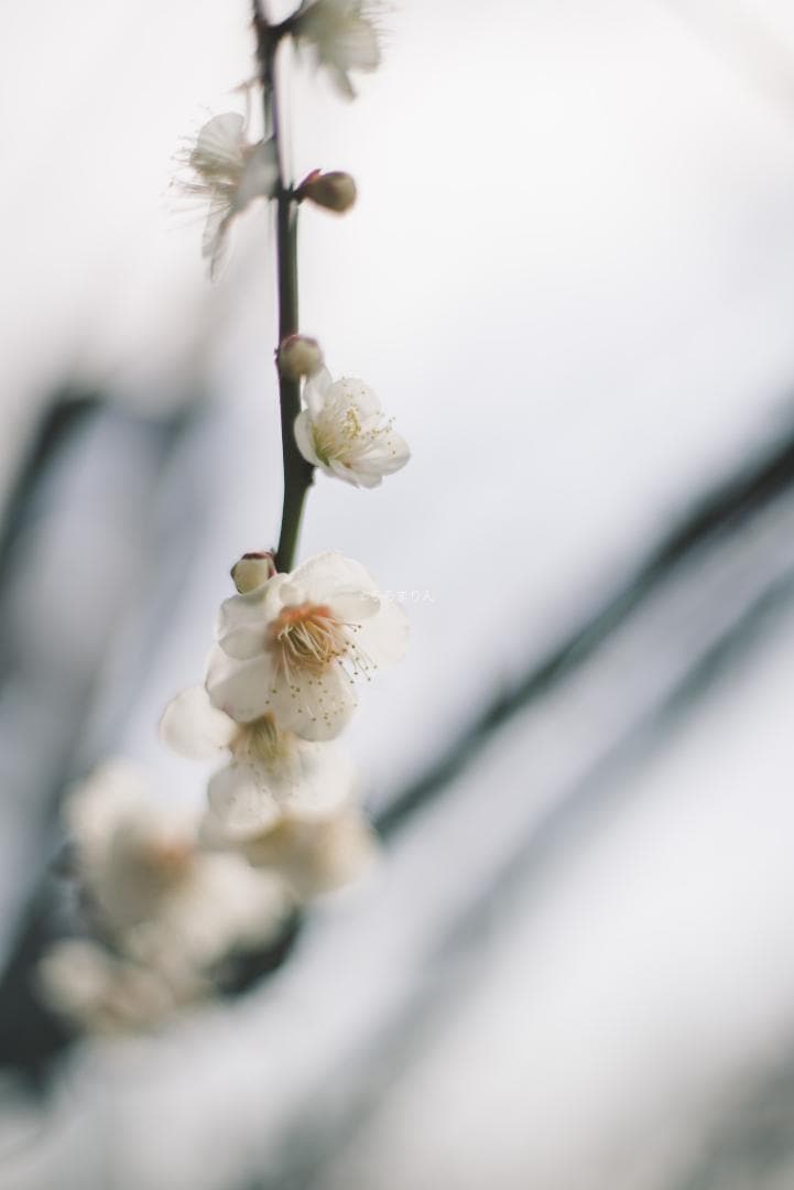 R指標8枚玉！旭光学 Super-Takumar 50mm f1.4 最前期