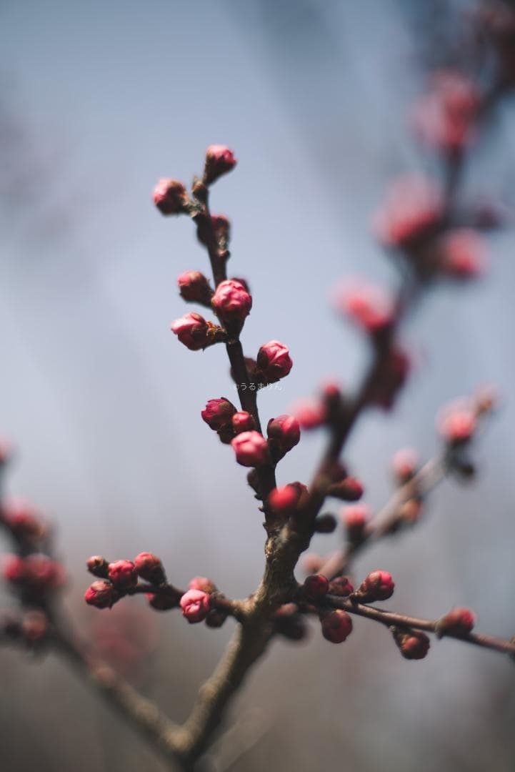 R指標8枚玉！旭光学 Super-Takumar 50mm f1.4 最前期