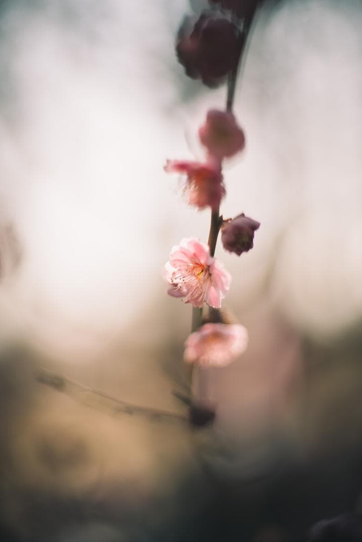 R指標8枚玉！旭光学 Super-Takumar 50mm f1.4 最前期