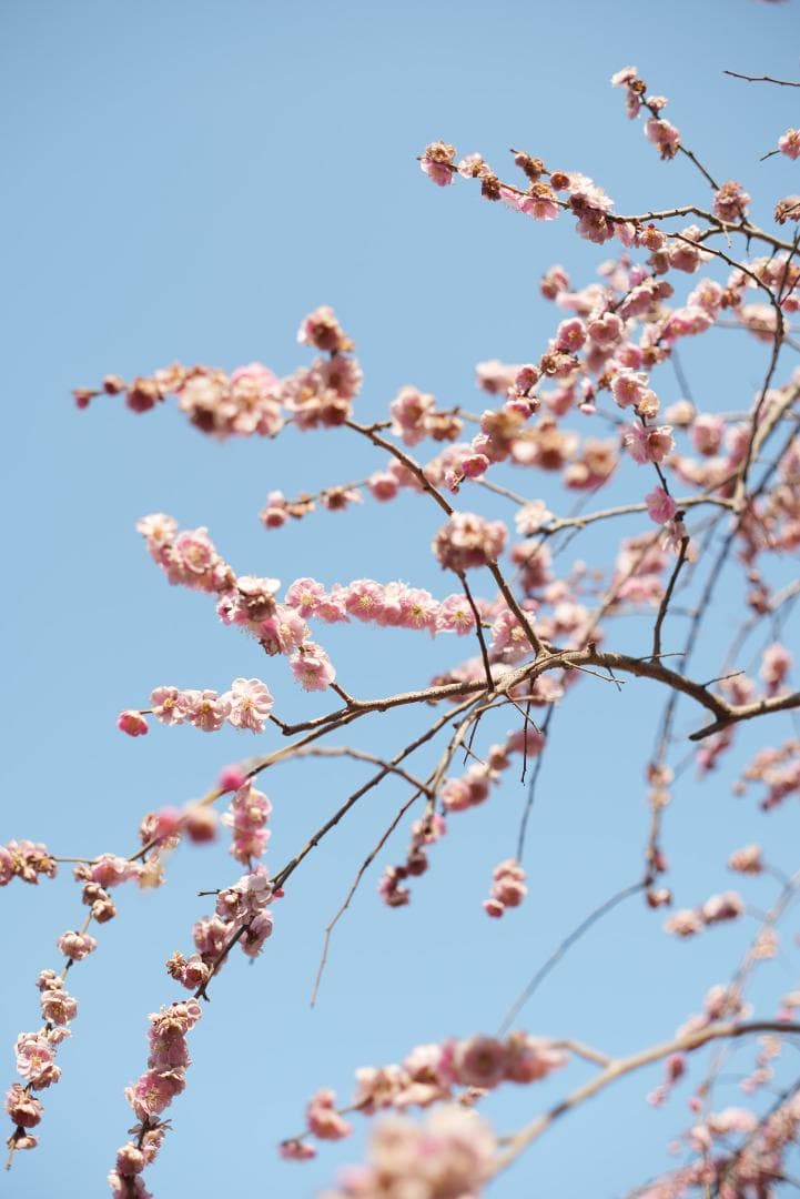 R指標8枚玉！旭光学 Super-Takumar 50mm f1.4 最前期