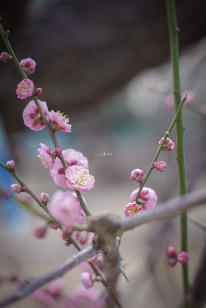 R指標8枚玉！旭光学 Super-Takumar 50mm f1.4 最前期