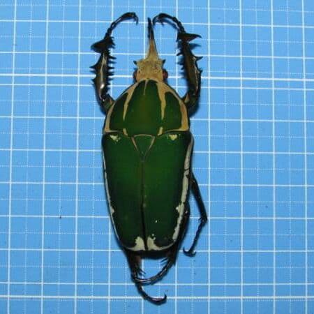 コンゴ産 赤道州 トルクアタ 　68mm