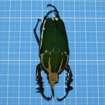 コンゴ産 赤道州 トルクアタ 　68mm