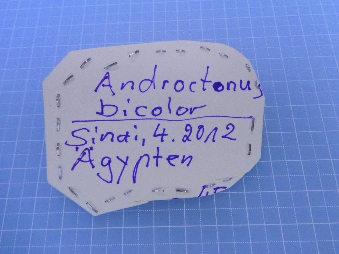 エジプト産　猛毒サソリ　約55mm