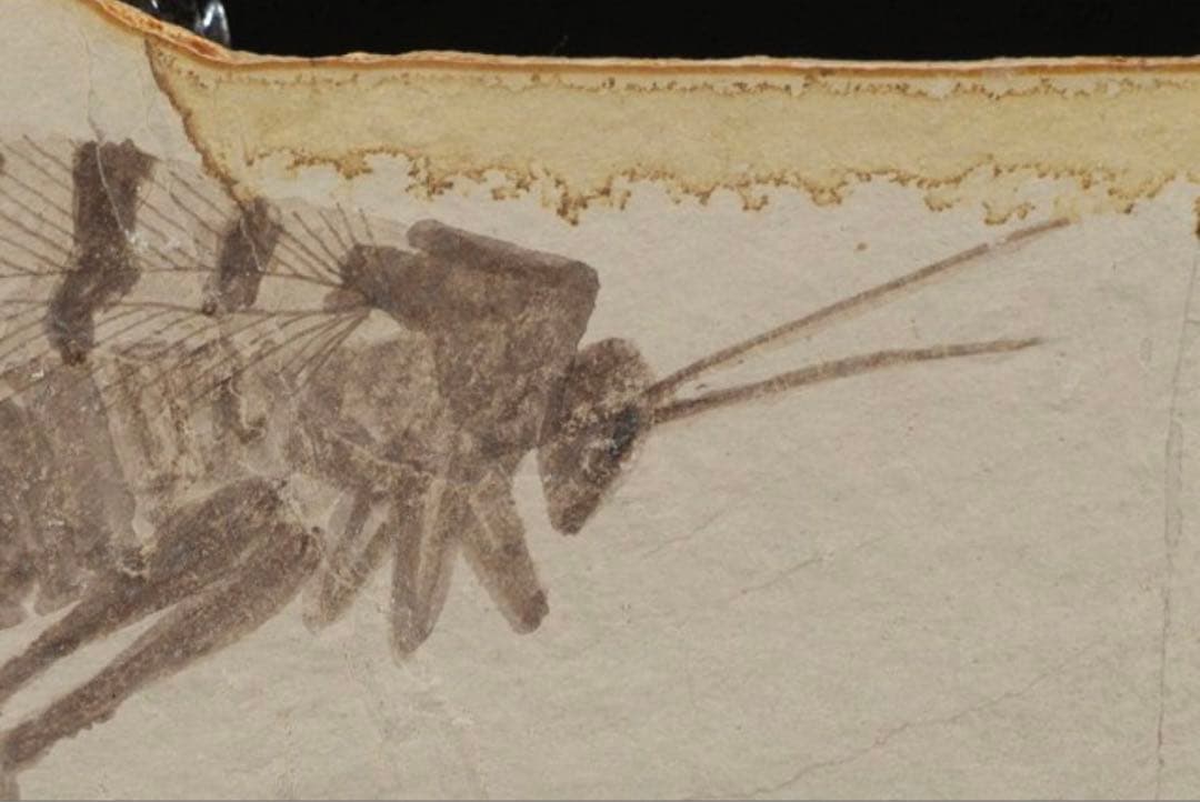 トンボ幼虫化石　標本