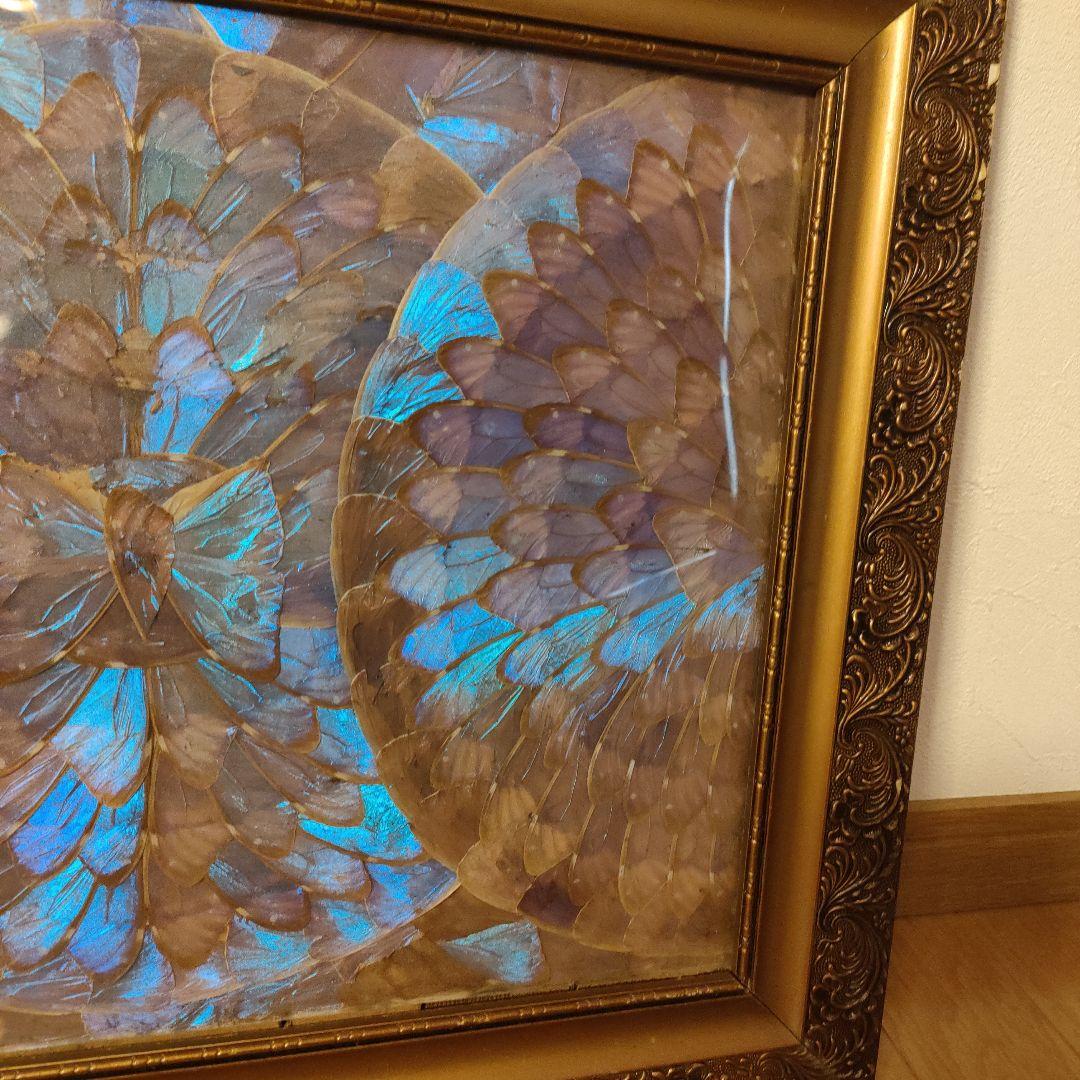 モルフォ蝶 額 蝶 インテリア アート 壁飾り 羽 額サイズ40×50cm