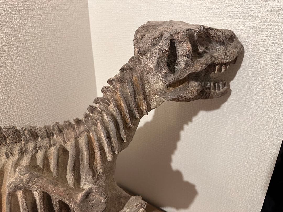COVENT GARDEN 恐竜の大型骨格オブジェ　約80cm グレー 石膏製？