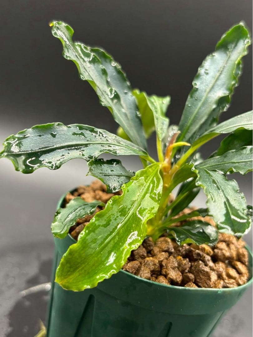 ペ*ン様 ブセファランドラ spathulifolia Balai karang