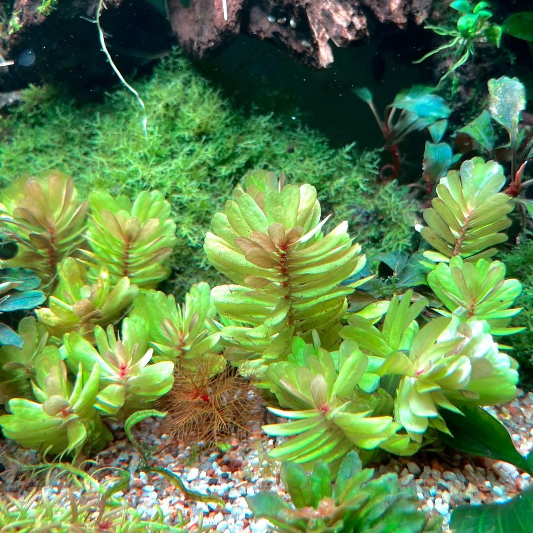 【稀少】ロタラ トゥルナデンシス　まとめ売り5本　水草