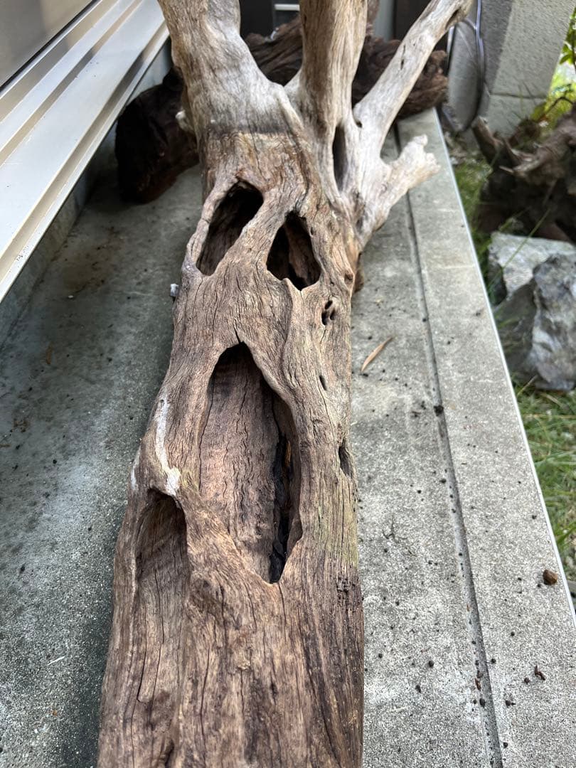 超大型流木　水槽用　アクアリウム③