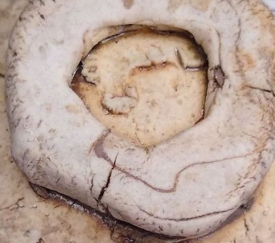 泉田之也　湯呑2点セット