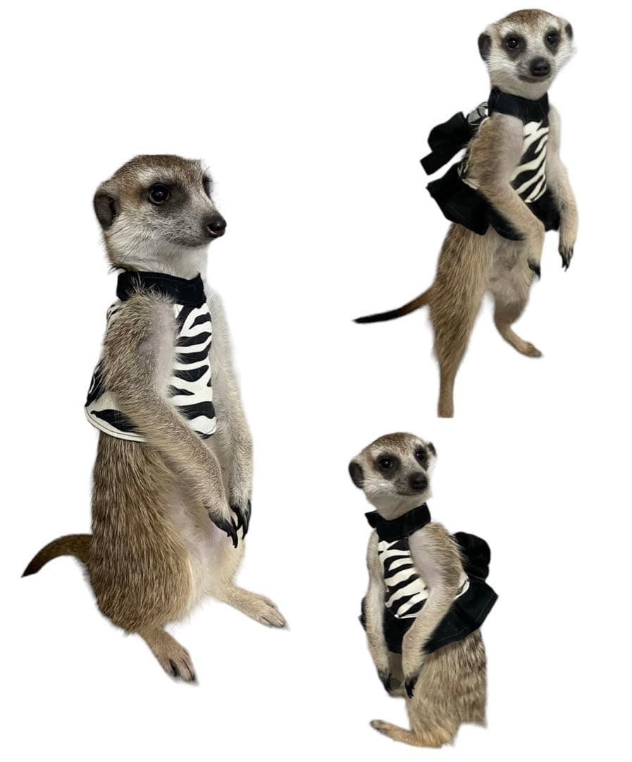 【10/20〜ハンドメイド販売終了】オーダー可★