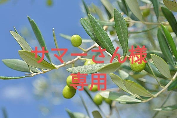 ✨️サマーさん✨️