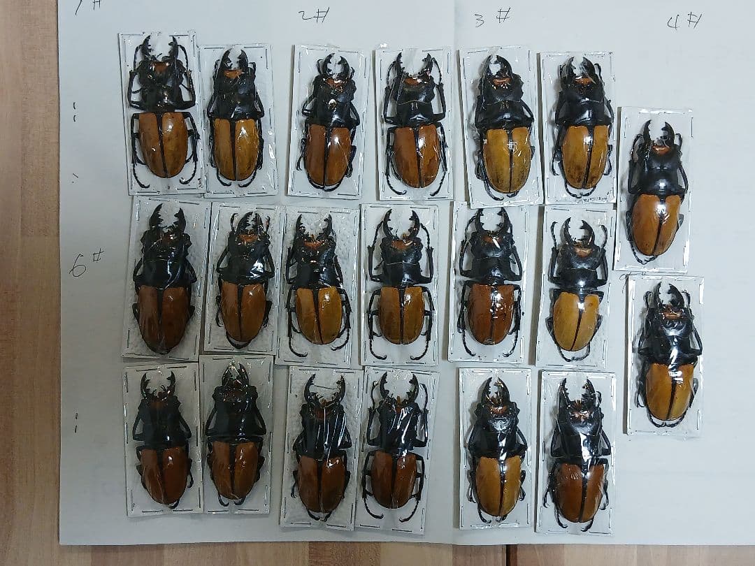 海外標本｜インドネシア産 クワガタムシ 標本（原個体・野外採集）