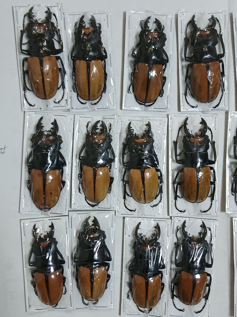 海外標本｜インドネシア産 クワガタムシ 標本（原個体・野外採集）