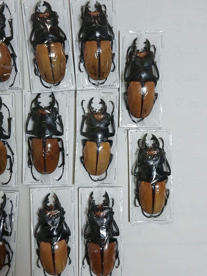 海外標本｜インドネシア産 クワガタムシ 標本（原個体・野外採集）