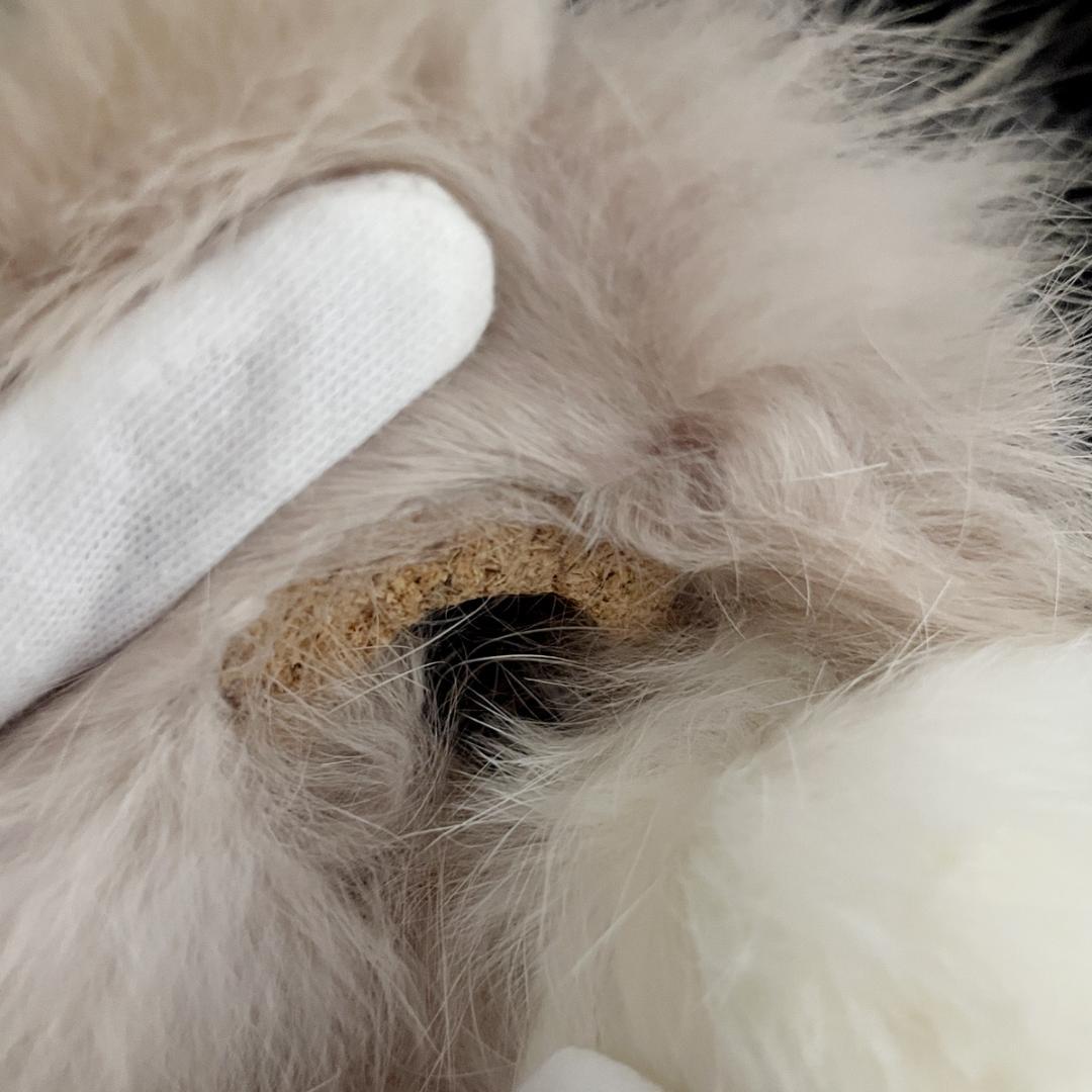 超レア！1960～1970年代？ おもちゃの三英 コリー リアルファーぬいぐるみ