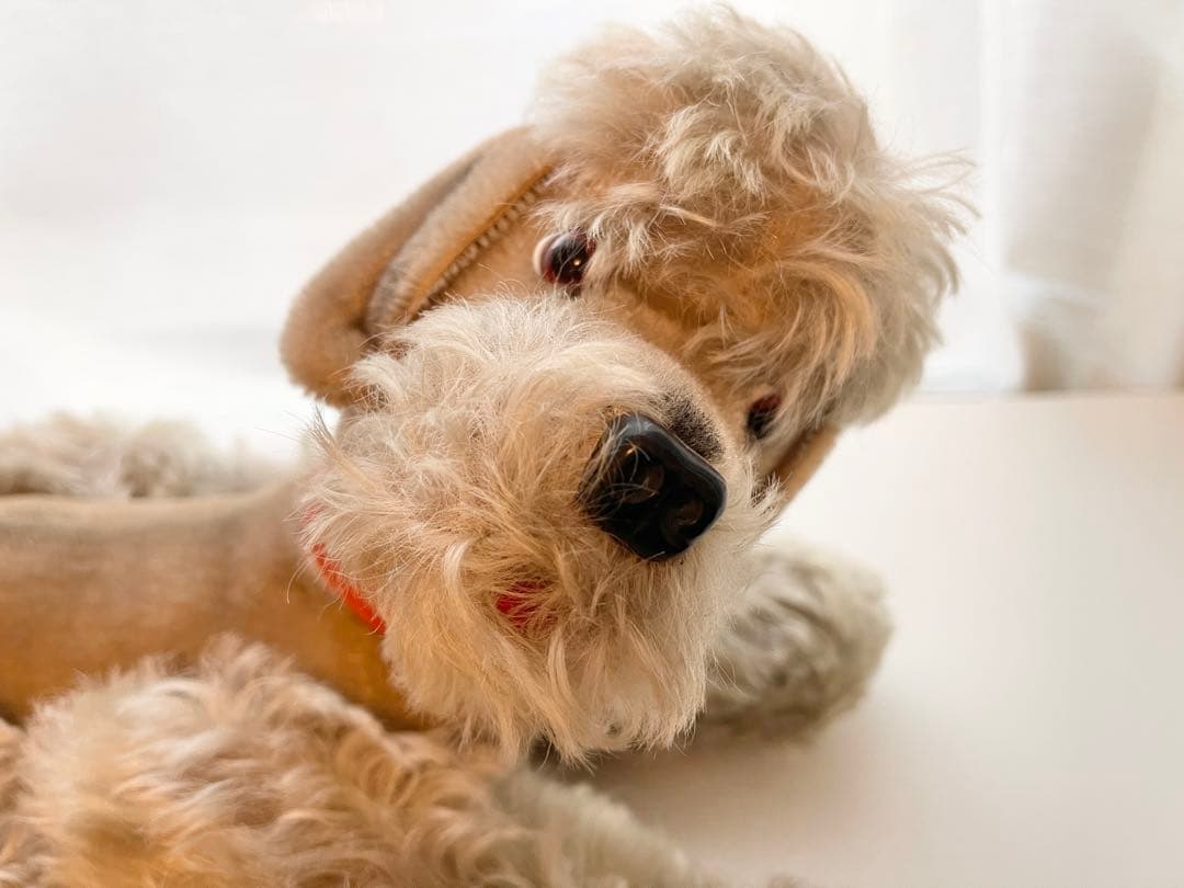 なんとも言えない表情のわんちゃん　シュタイフ　スノビー　プードル　36cm