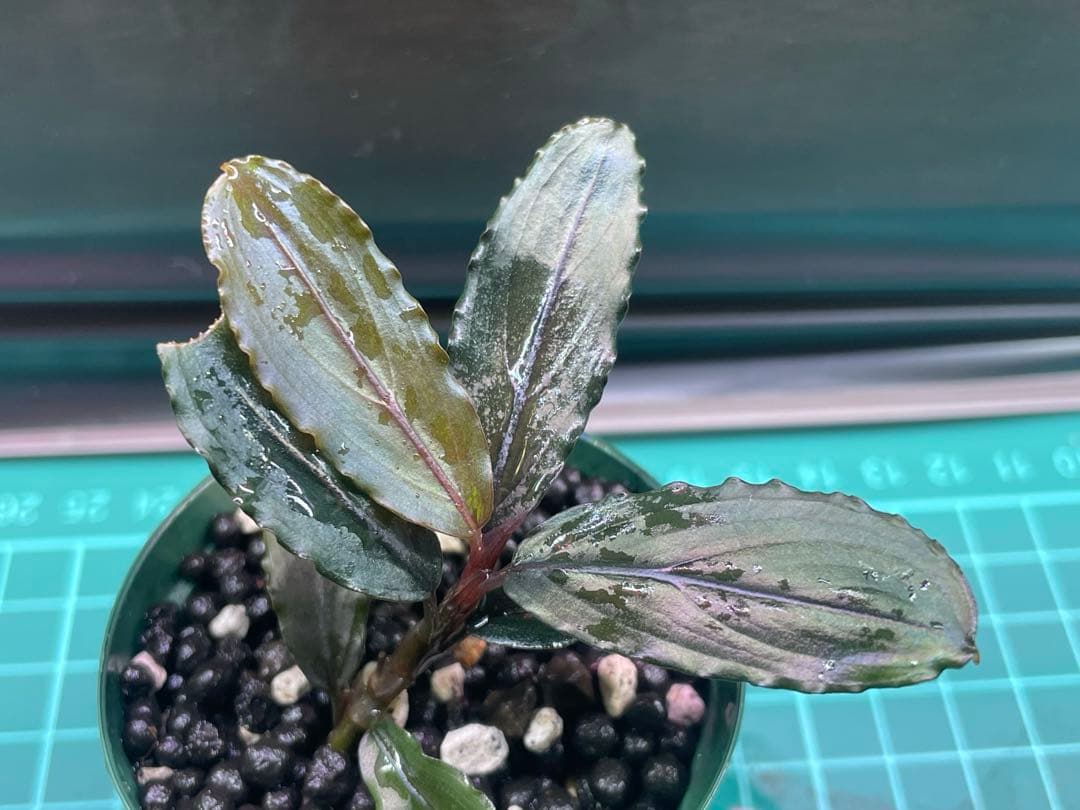 専用ページ+メルカリ便