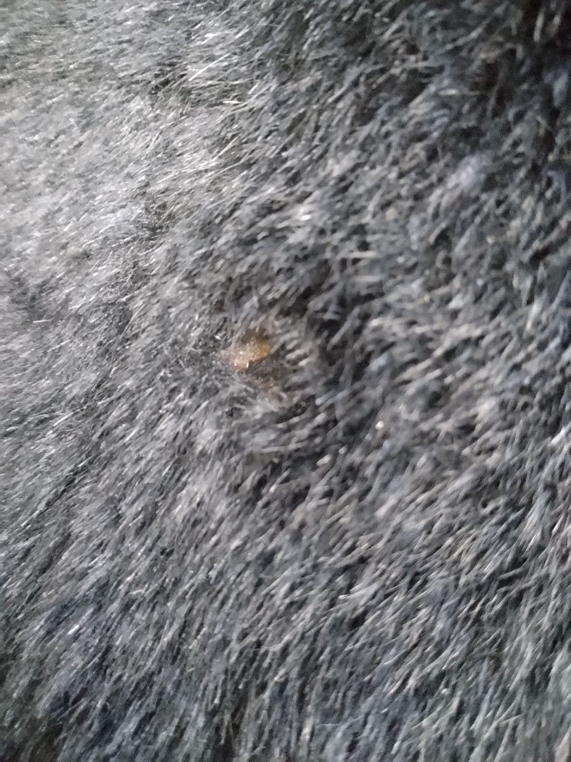 【手渡し限定】ジジぬいぐるみ特大サイズ