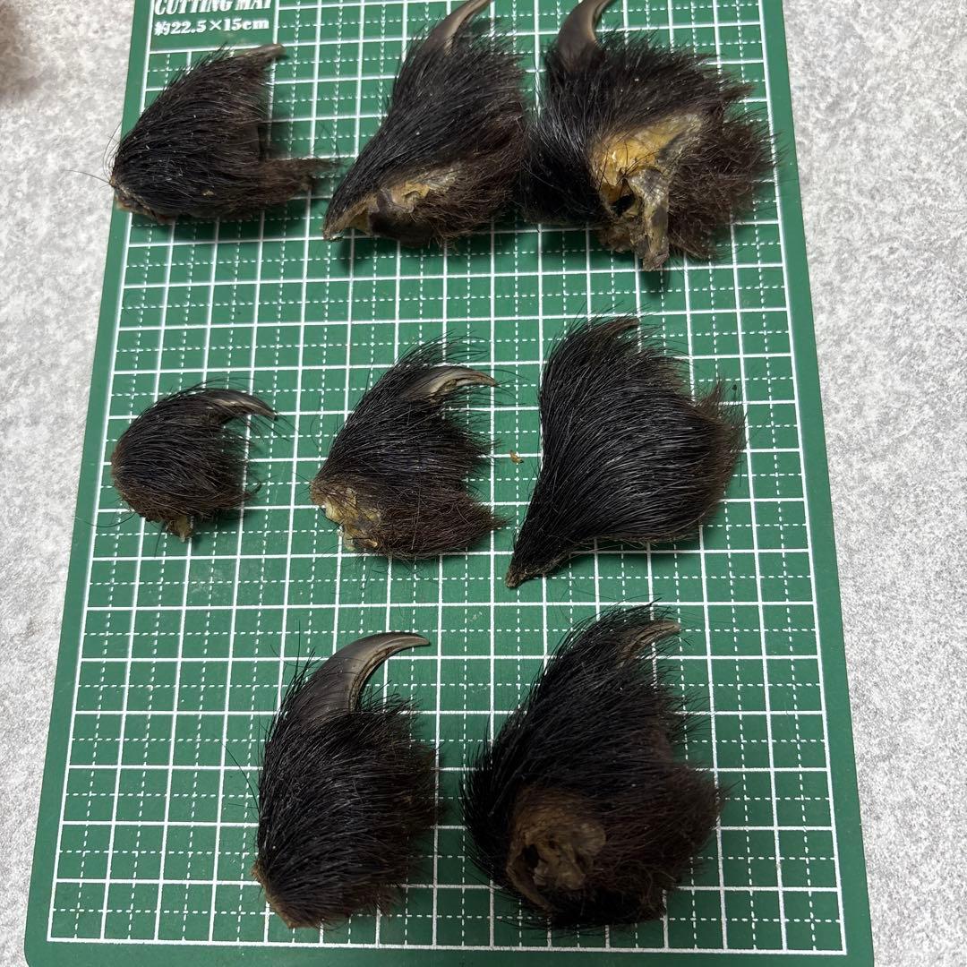 熊の爪　天然　17本セット