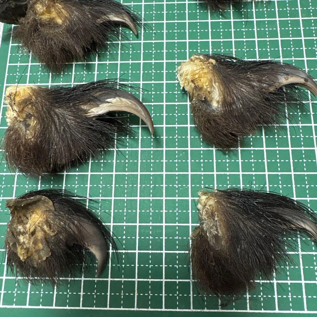 熊の爪　天然　17本セット