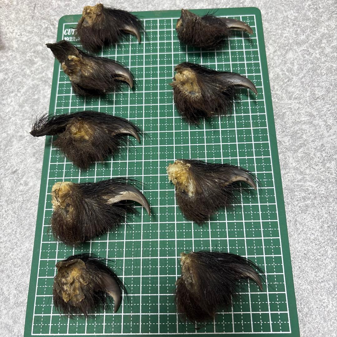 熊の爪　天然　17本セット