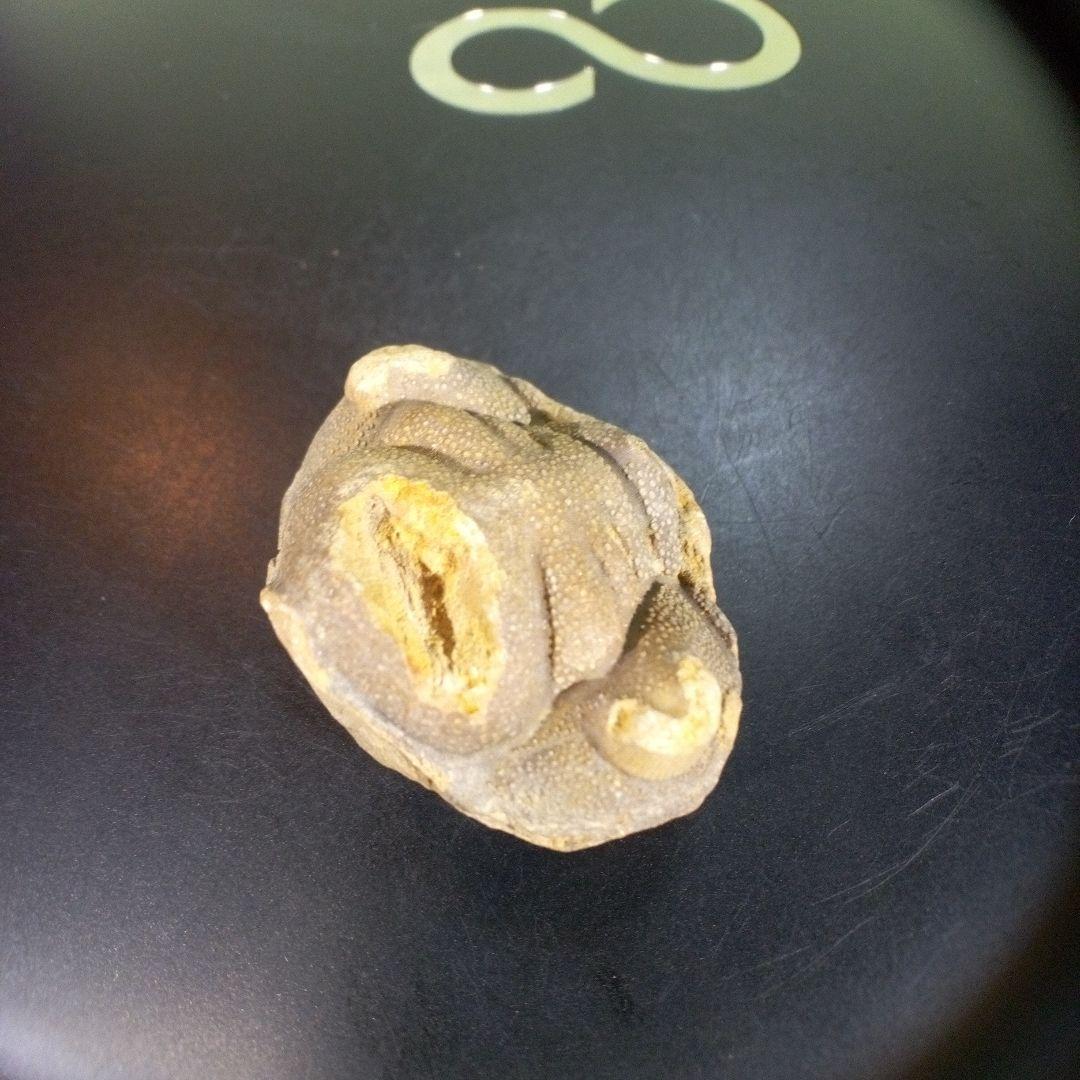 三葉虫　南米産　化石　fossil　ボリビア産　trilobite　南米化石郡①