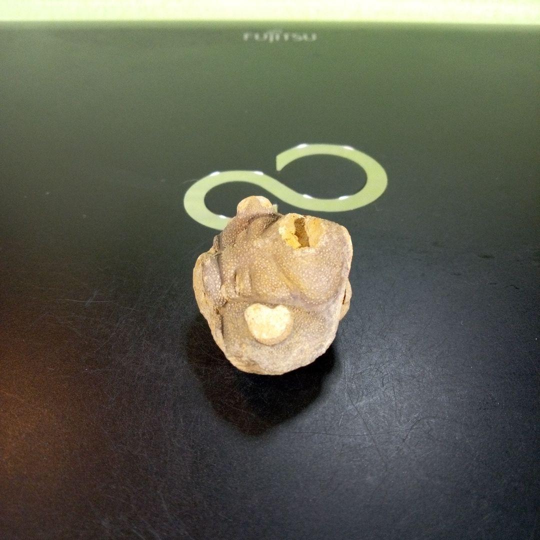 三葉虫　南米産　化石　fossil　ボリビア産　trilobite　南米化石郡①