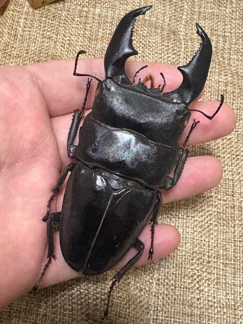 特大！スマトラオオヒラタ