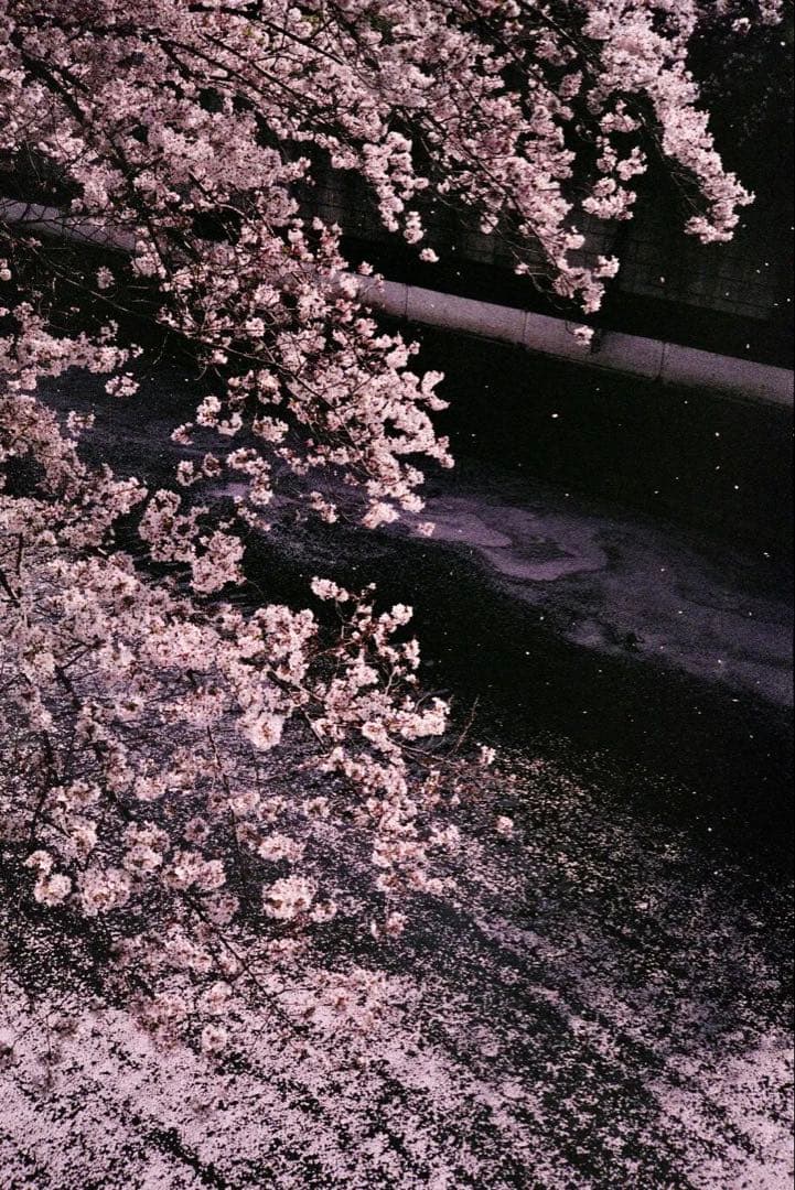 整備済 Canon QL 17 G-III フィルムカメラ 作動完璧確認済