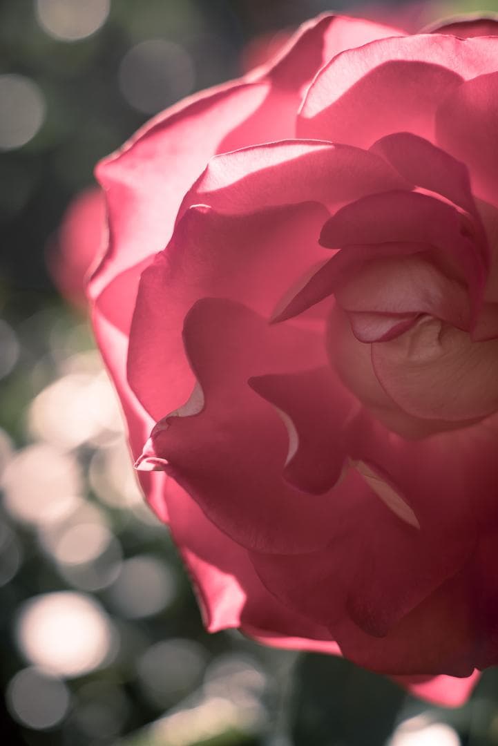 山崎磨き！Leica Summarit 50mm f1.5 オールドレンズ