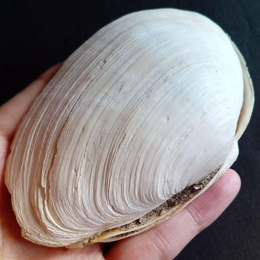 化石　骨格　標本　貝殻　国産　両殻　美麗標本