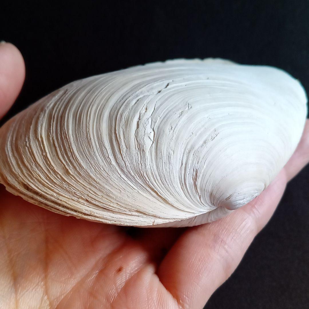 化石　骨格　標本　貝殻　国産　両殻　美麗標本