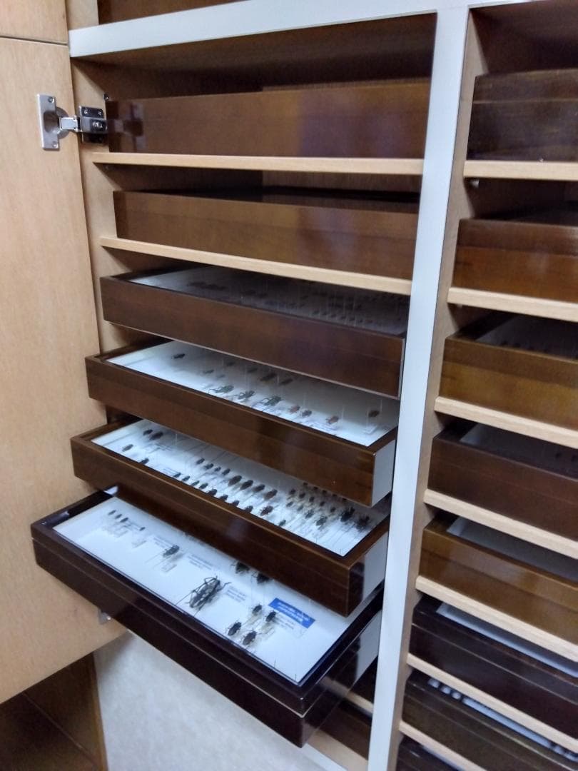 バードウイング社製中型ドイツ箱（新品２箱セット）