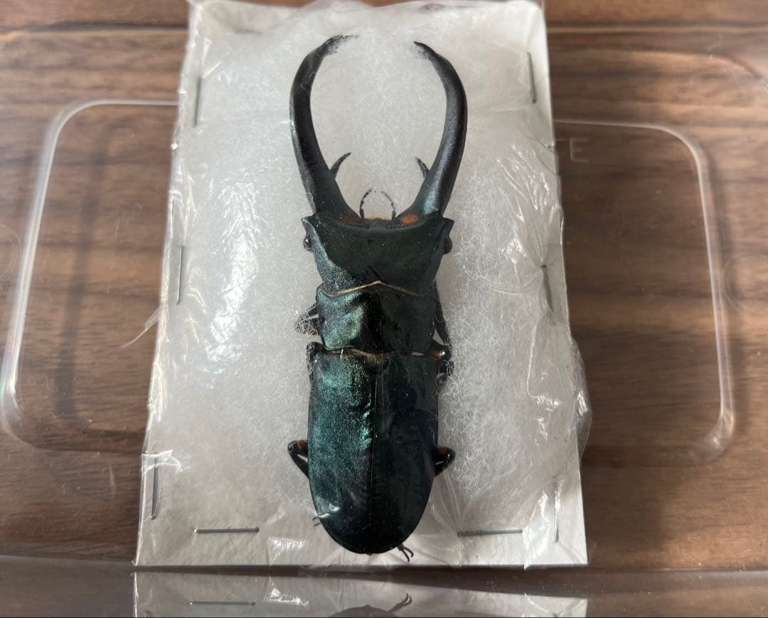 【大珍品】エラフスホソアカクワガタ ブルー個体 標本 クワガタ