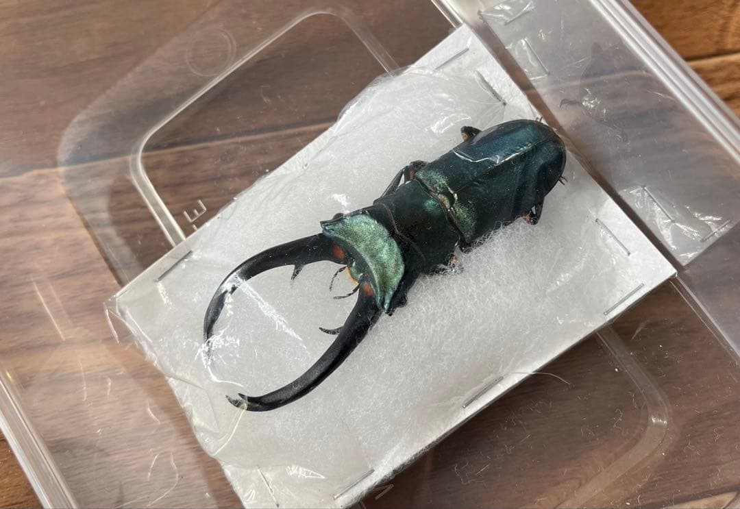 【大珍品】エラフスホソアカクワガタ ブルー個体 標本 クワガタ