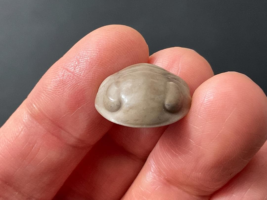 ニレウス アルマジロ [TB70] 三葉虫 化石