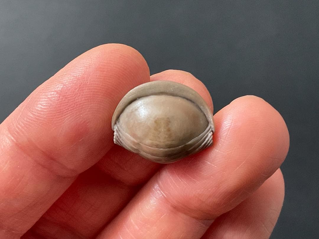 ニレウス アルマジロ [TB70] 三葉虫 化石