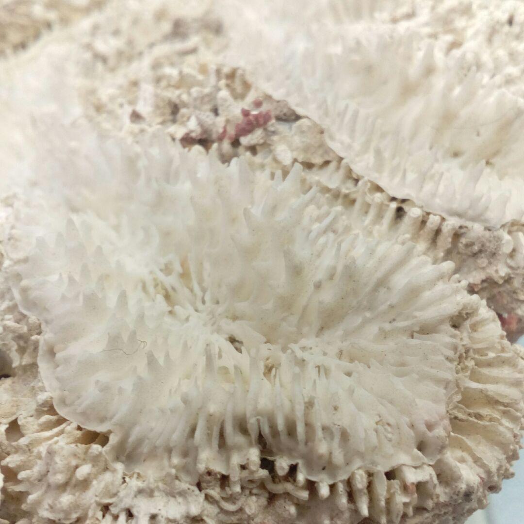 珊瑚オブジェ３５００グラムクラス天然大型サイズ白珊瑚アクアリウム鑑賞コレクション