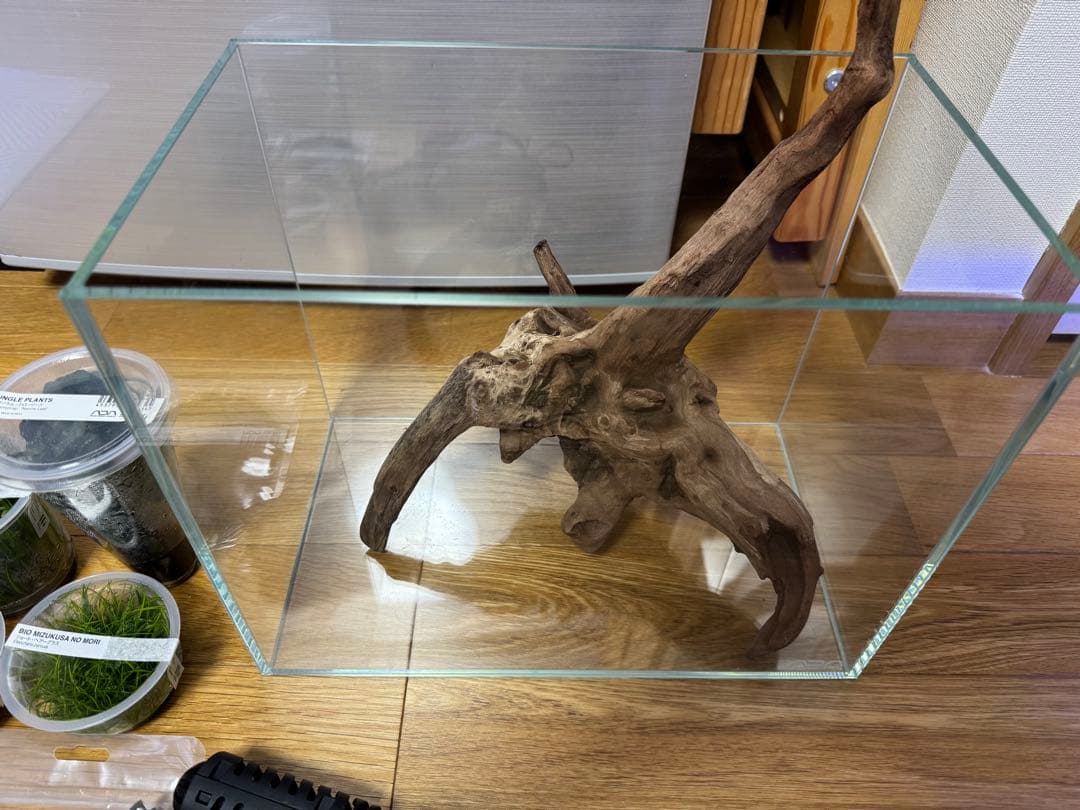 限定値下げ！　ADA 水槽　水草　セット